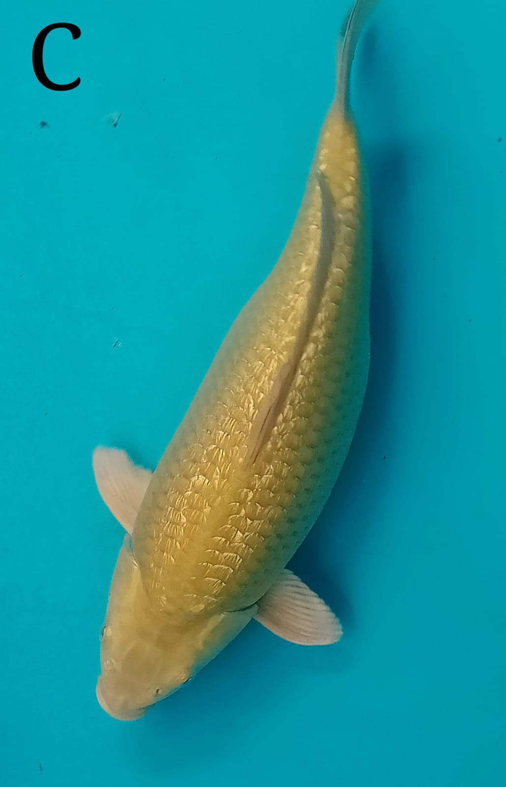 MIDORI GINDRIN 35cm