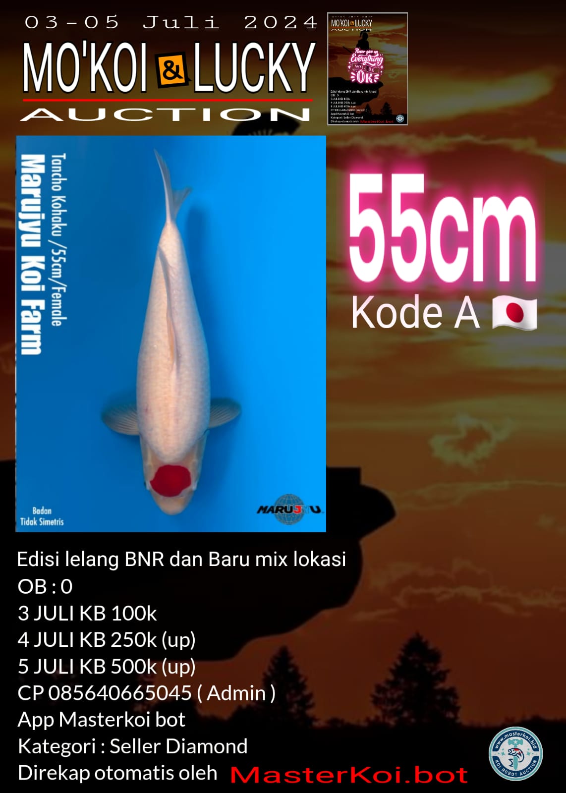 TANCHO KOHAKU 55cm