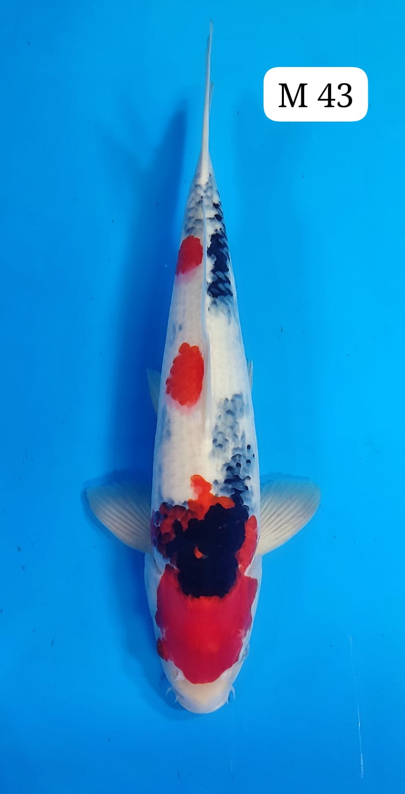 SHOWA M 43cm