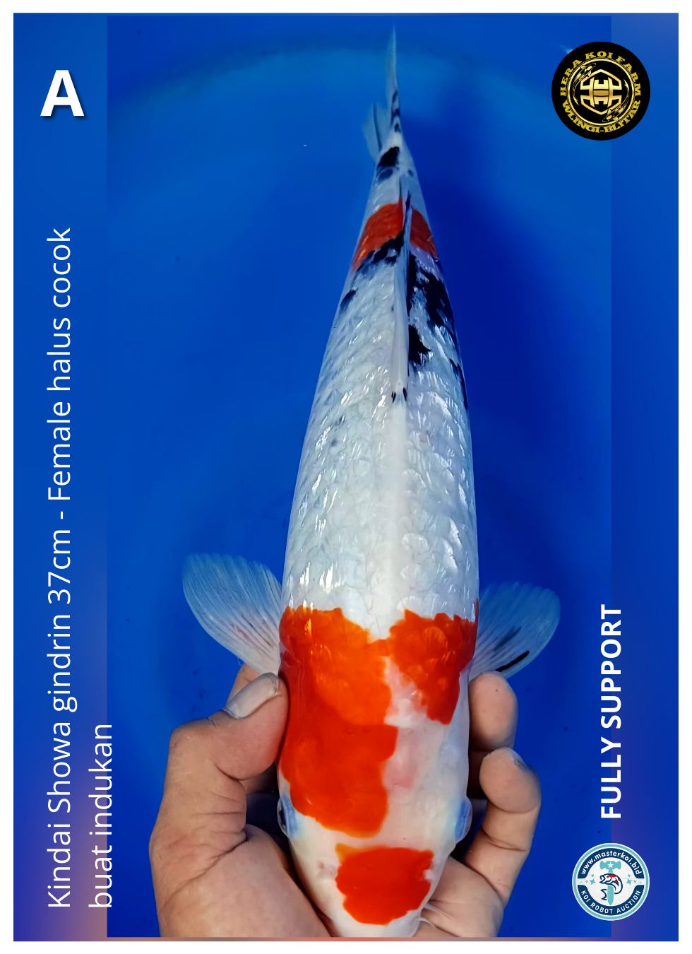 KINDAI SHOWA GINDRIN 37cm