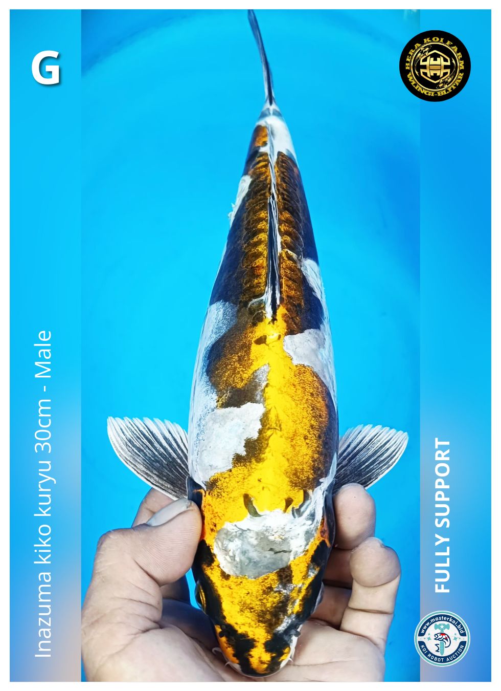 INAZUMA KIKO KURYU 30cm