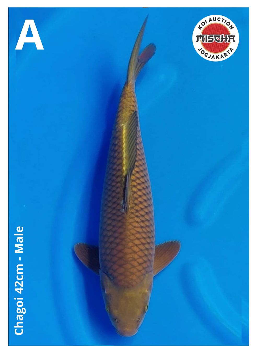 CHAGOI 42cm