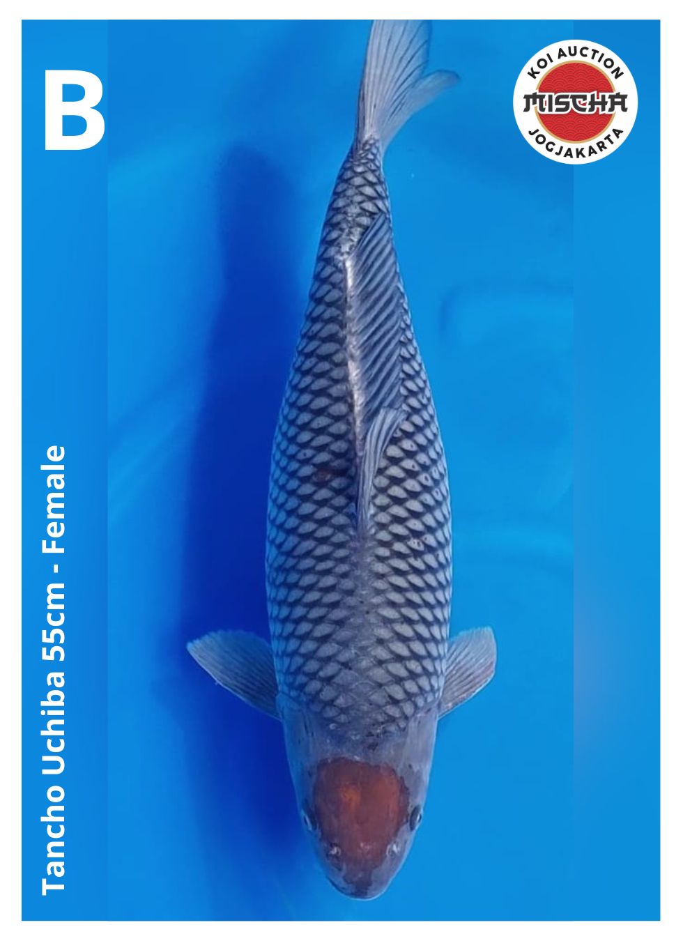 TANCHO UCHIBA 55cm