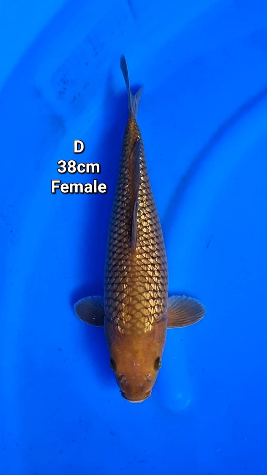 CHAGOI GINRIN 38cm