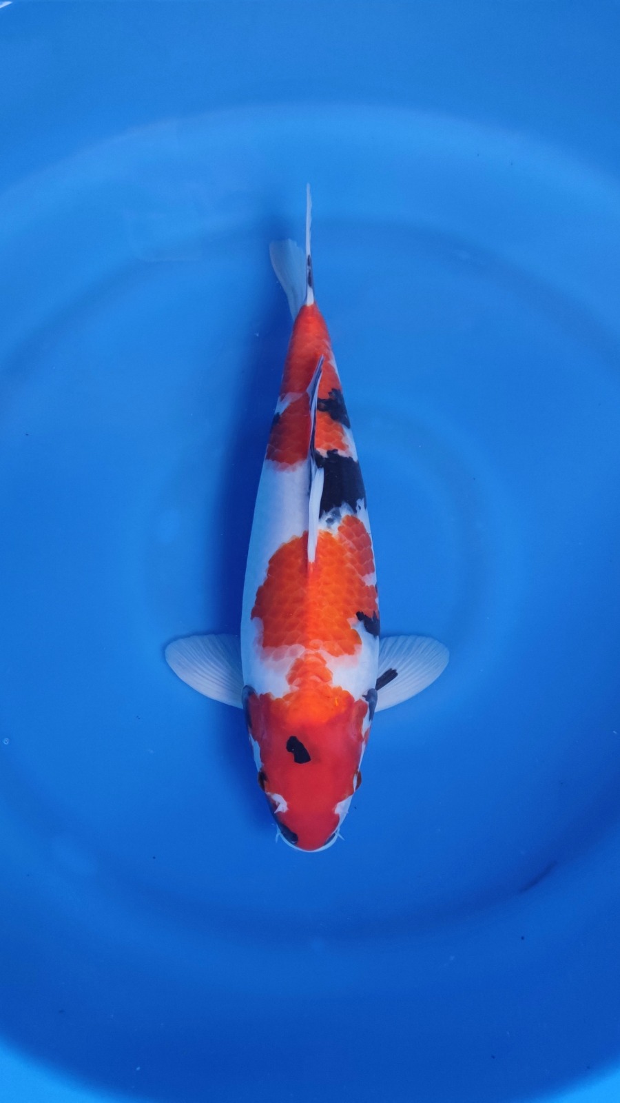 SHOWA HQ CALON JUMBO 38cm