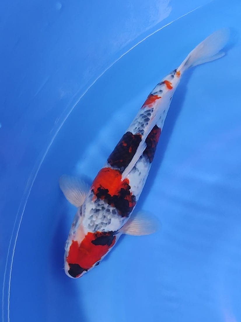 SHOWA GHOSIKI 31cm