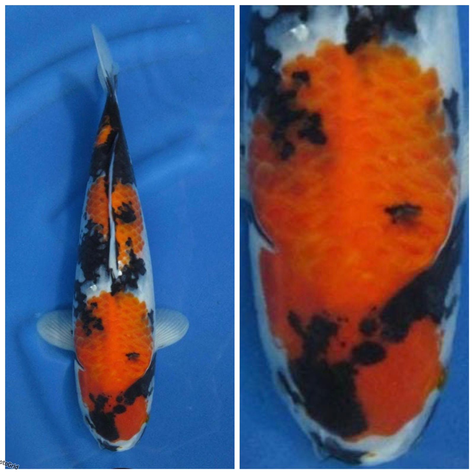 SUPER SHOWA BAHAN KIPPING F1 ISA 40cm MALE