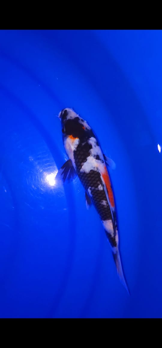 IMPORT SHOWA MARUTEN SUPER QUALITY SUMI SUPER 20cm