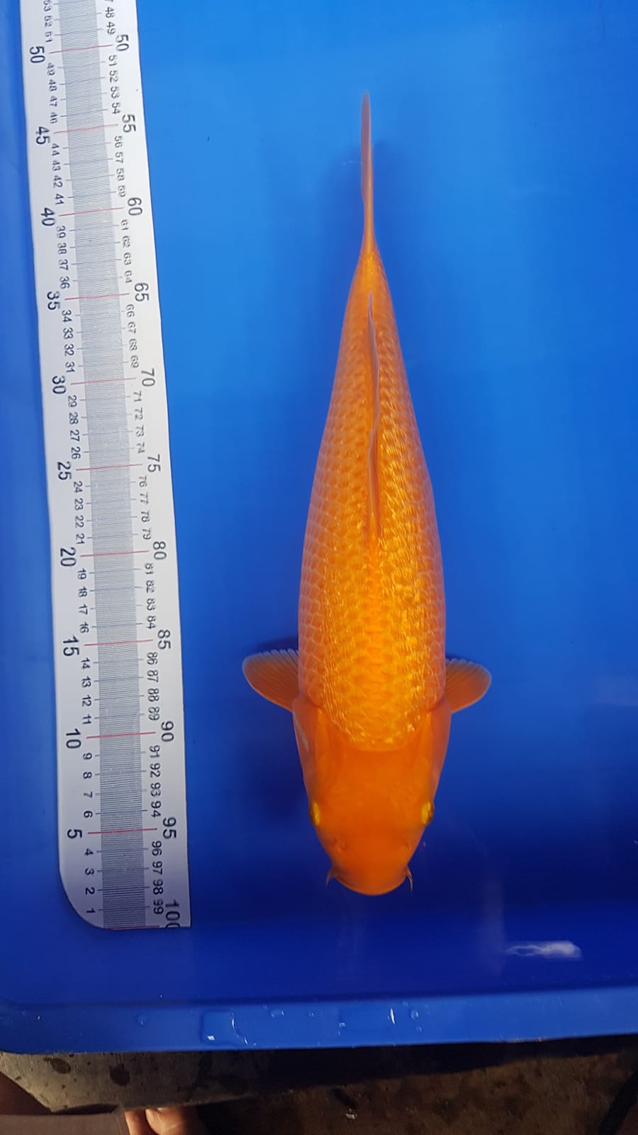 RED KARASI 40cm FUULL GINRINBULKY