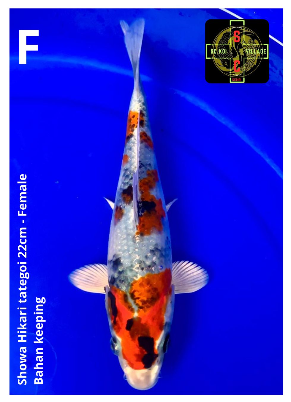 SHOWA HIKARI TATEGOI 22cm