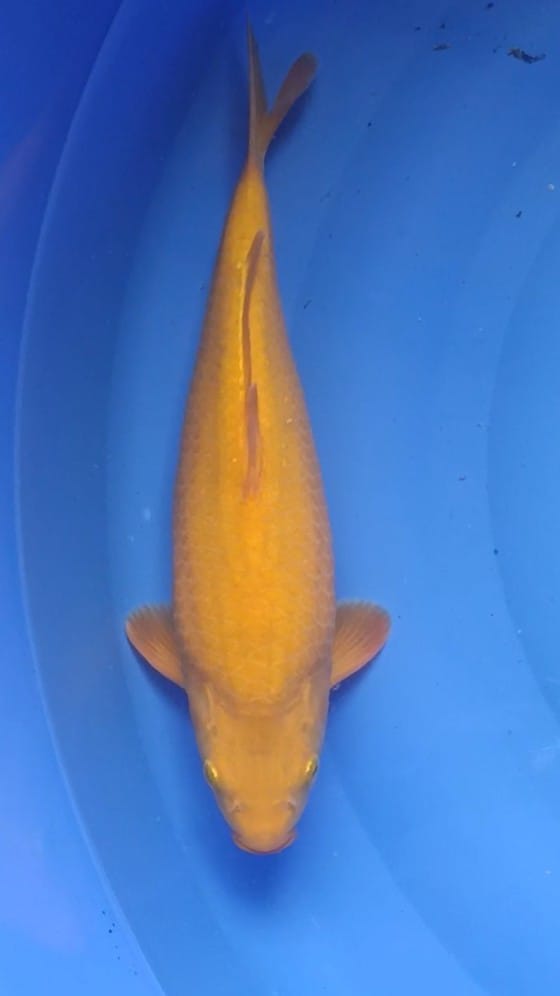 MENGGO KARASI 35cm