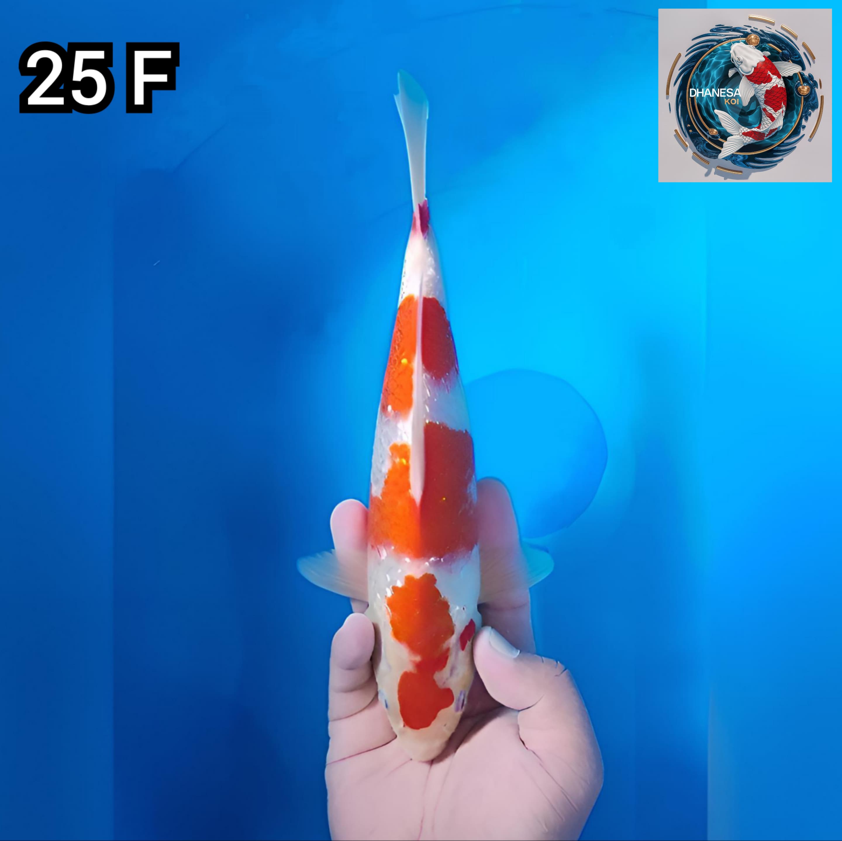 KOHAKU GINRIN STEP ORIGINAL QUALITY 25cm