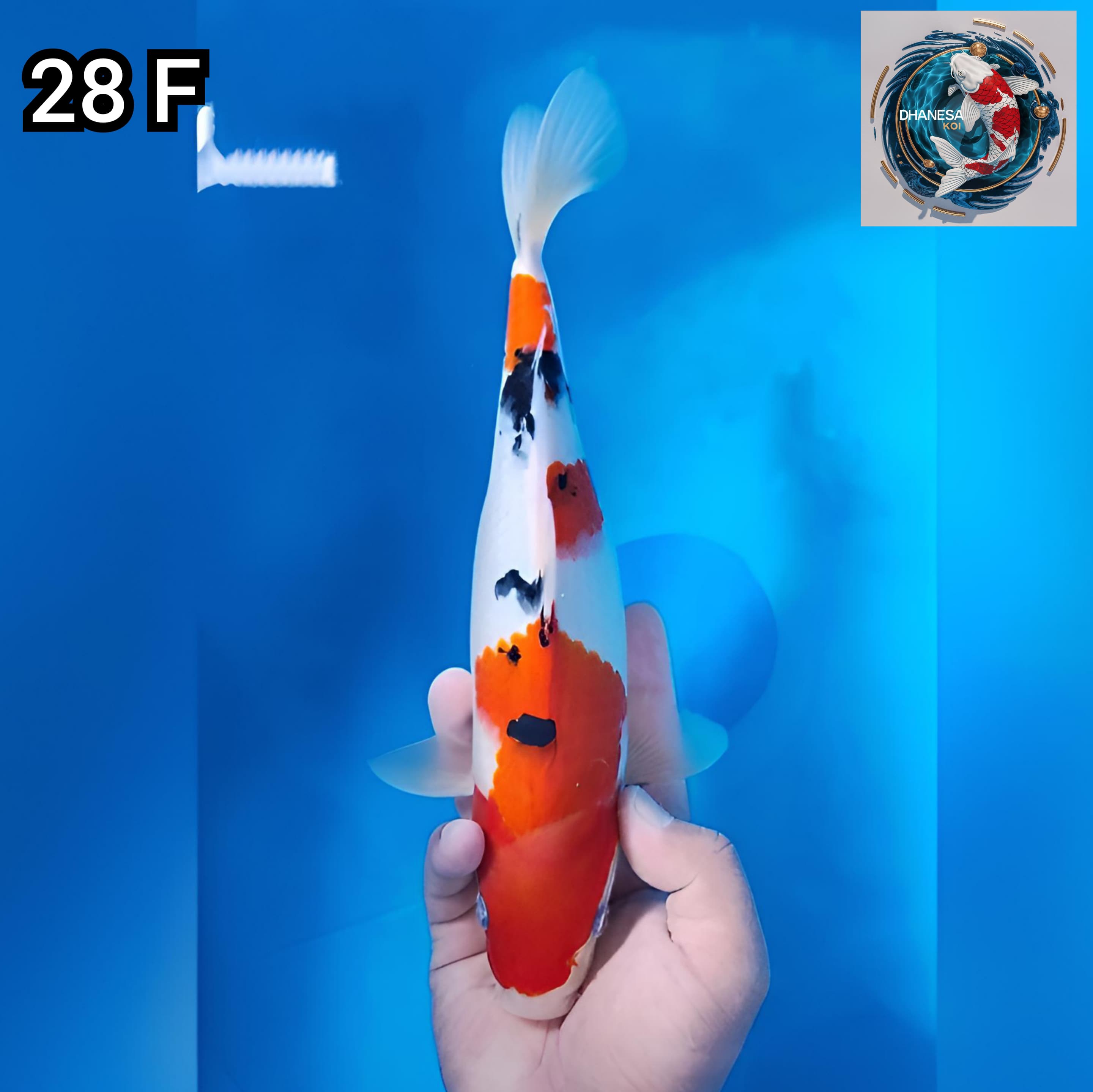 SANKE ORIGINAL 28cm
