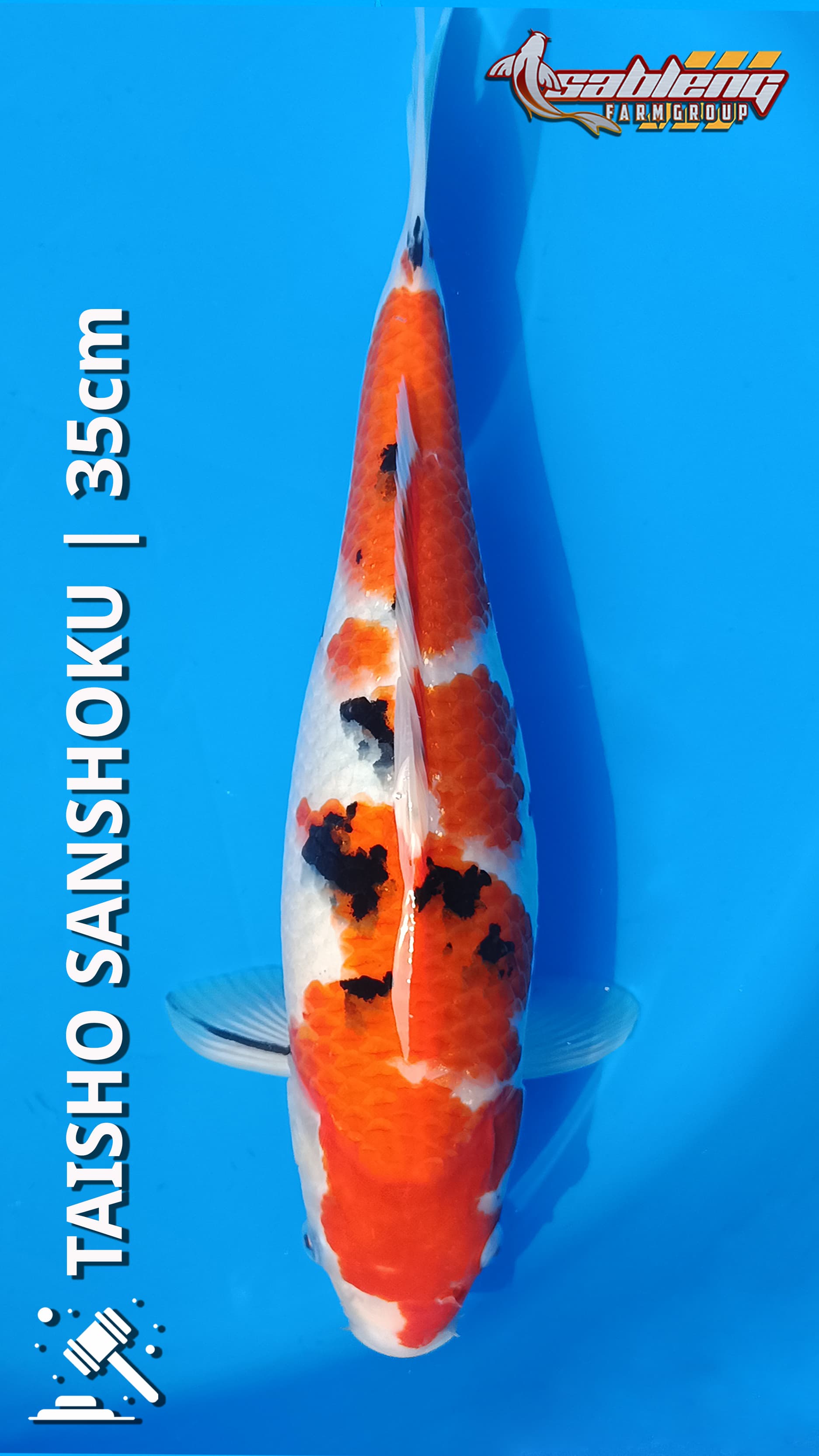 TAISHO SANSHOKU F1 SAKAI 35cm