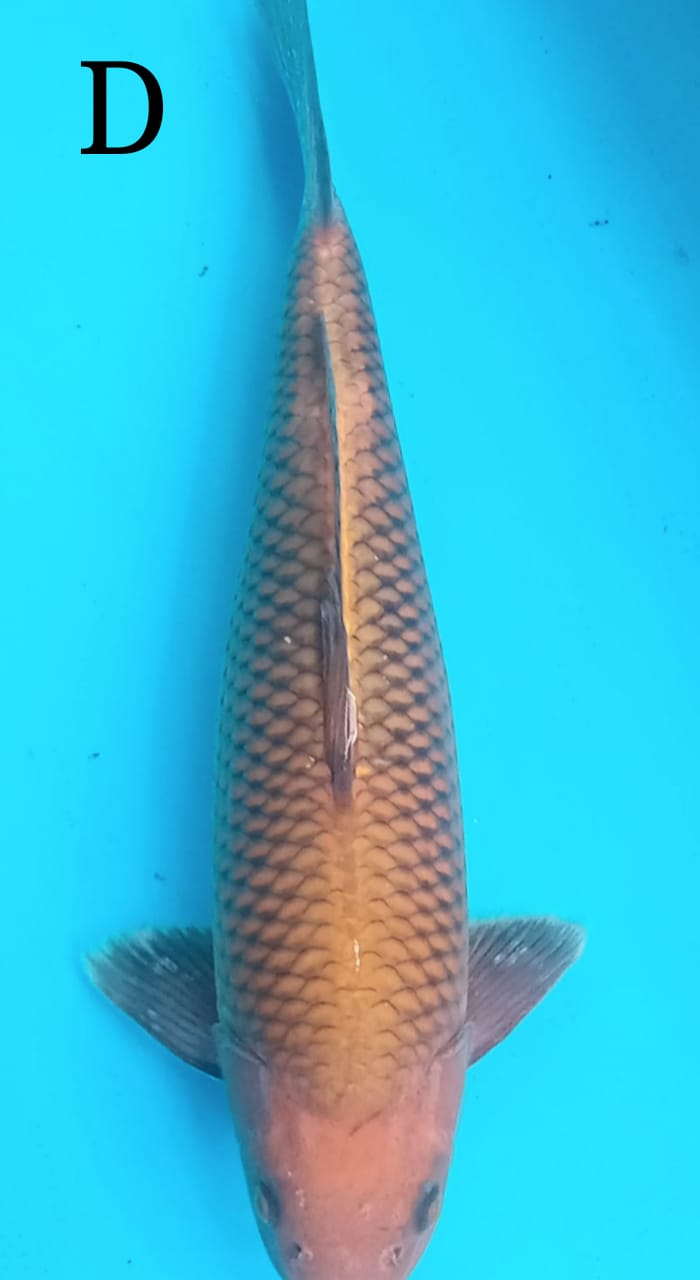 CHAGOI TEMBAGA 45cm