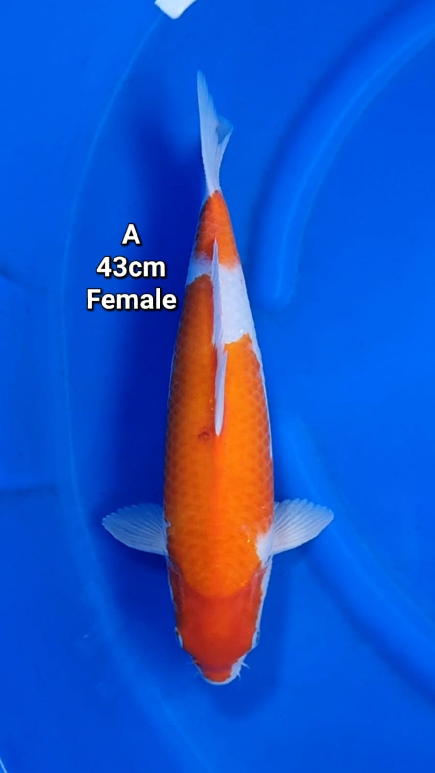KOHAKU 43cm