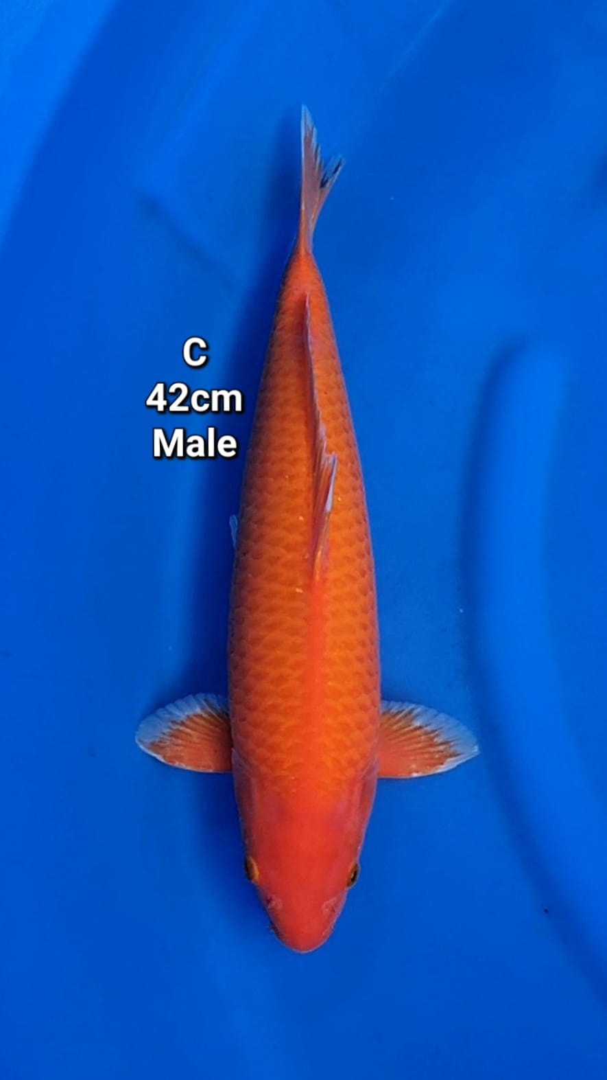 SUPER AKA HAJIRO 42cm