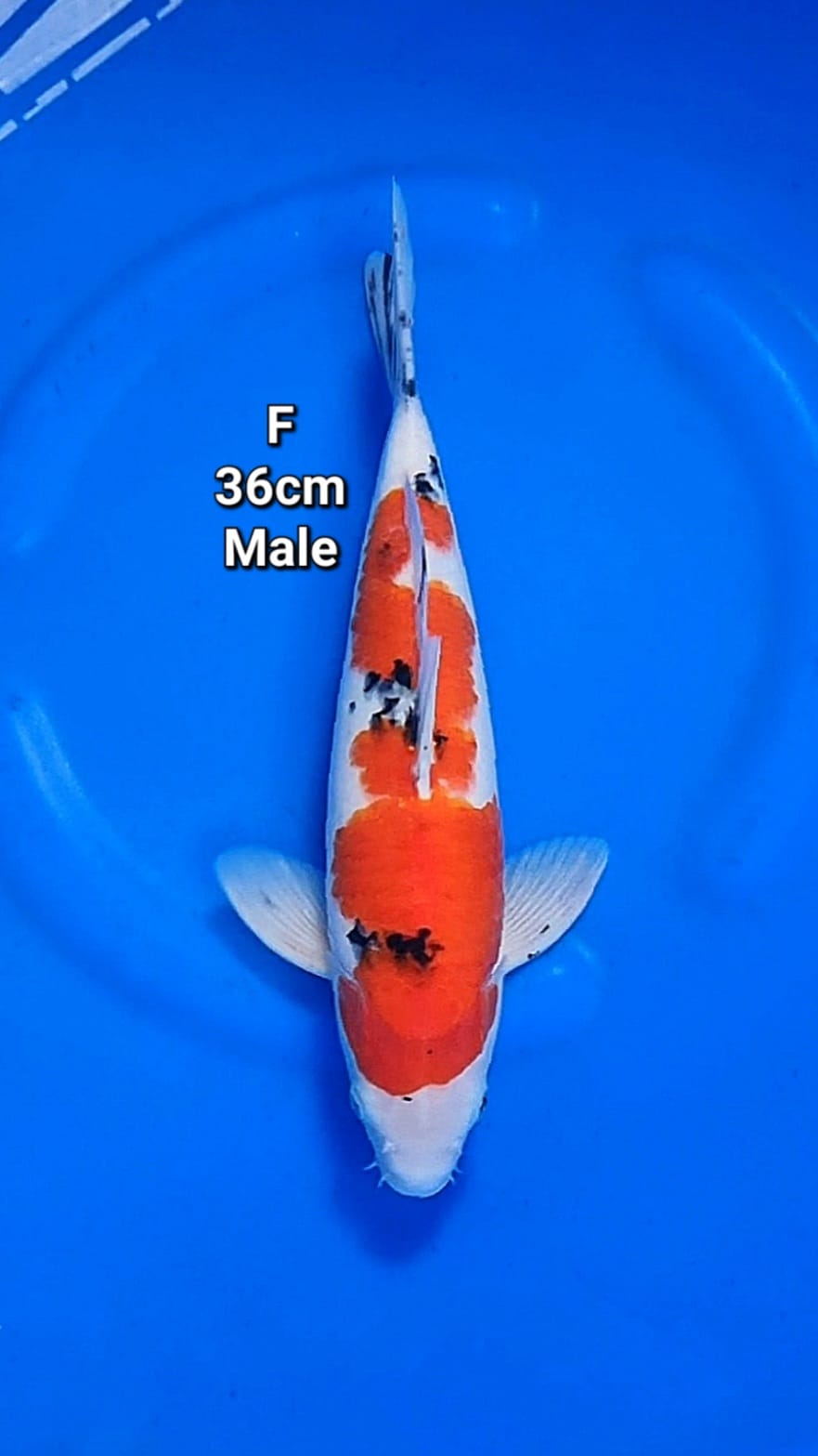 TAISHO SANSHOKU 36cm