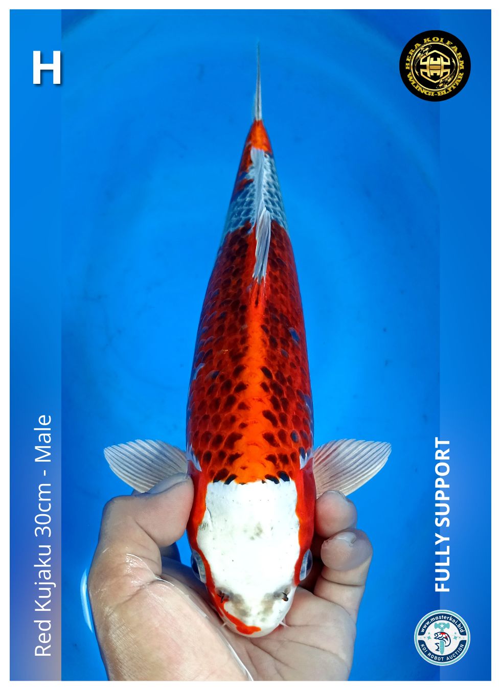RED KUJAKU 30cm