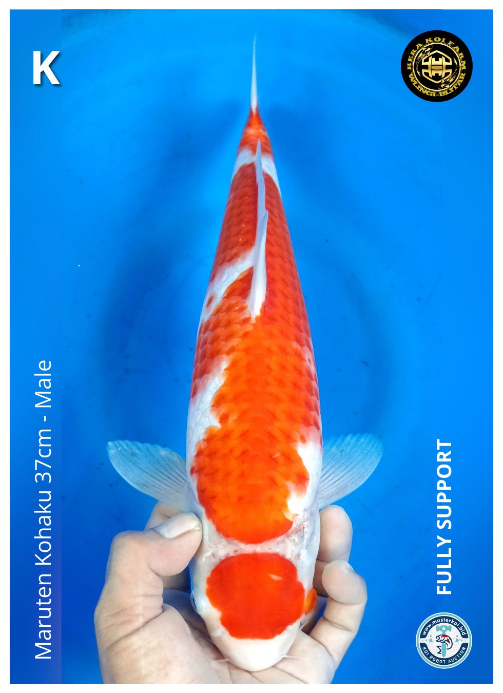 MARUTEN KOHAKU 37cm