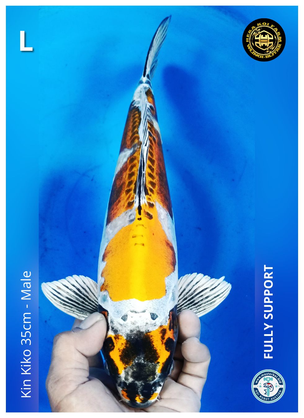 KIN KIKO 35cm