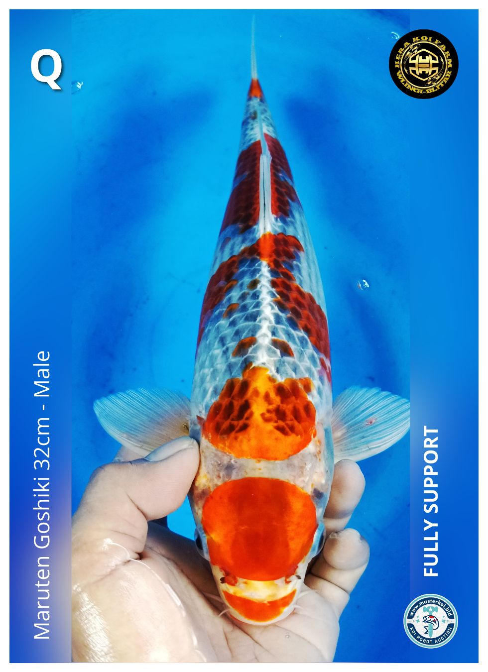 MARUTEN GOSHIKI 32cm