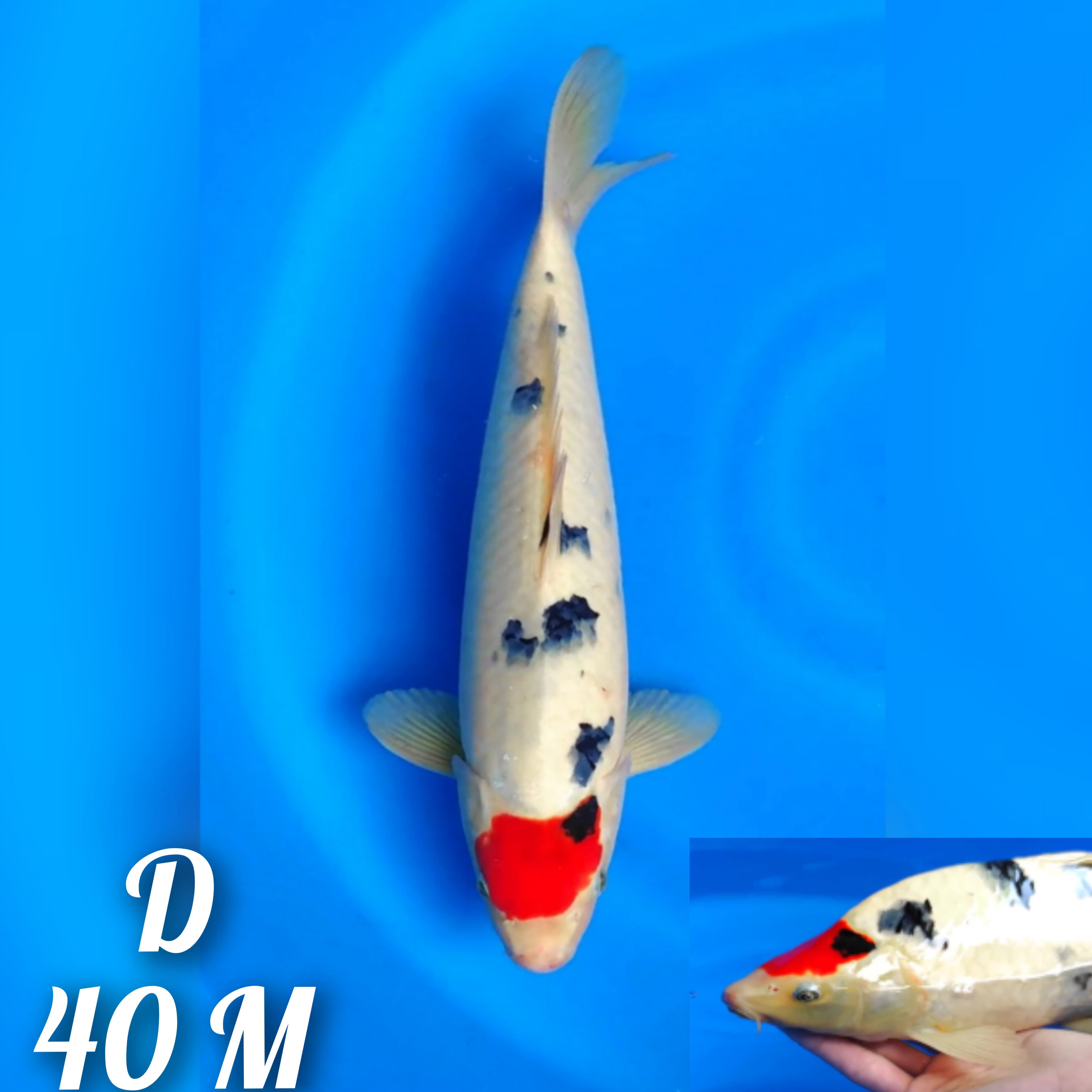 TANCO SANKE ORIGINAL PUNUK 40cm