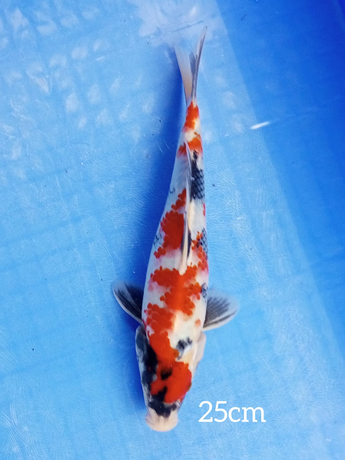 SHOWA KANOKO ORI 25cm