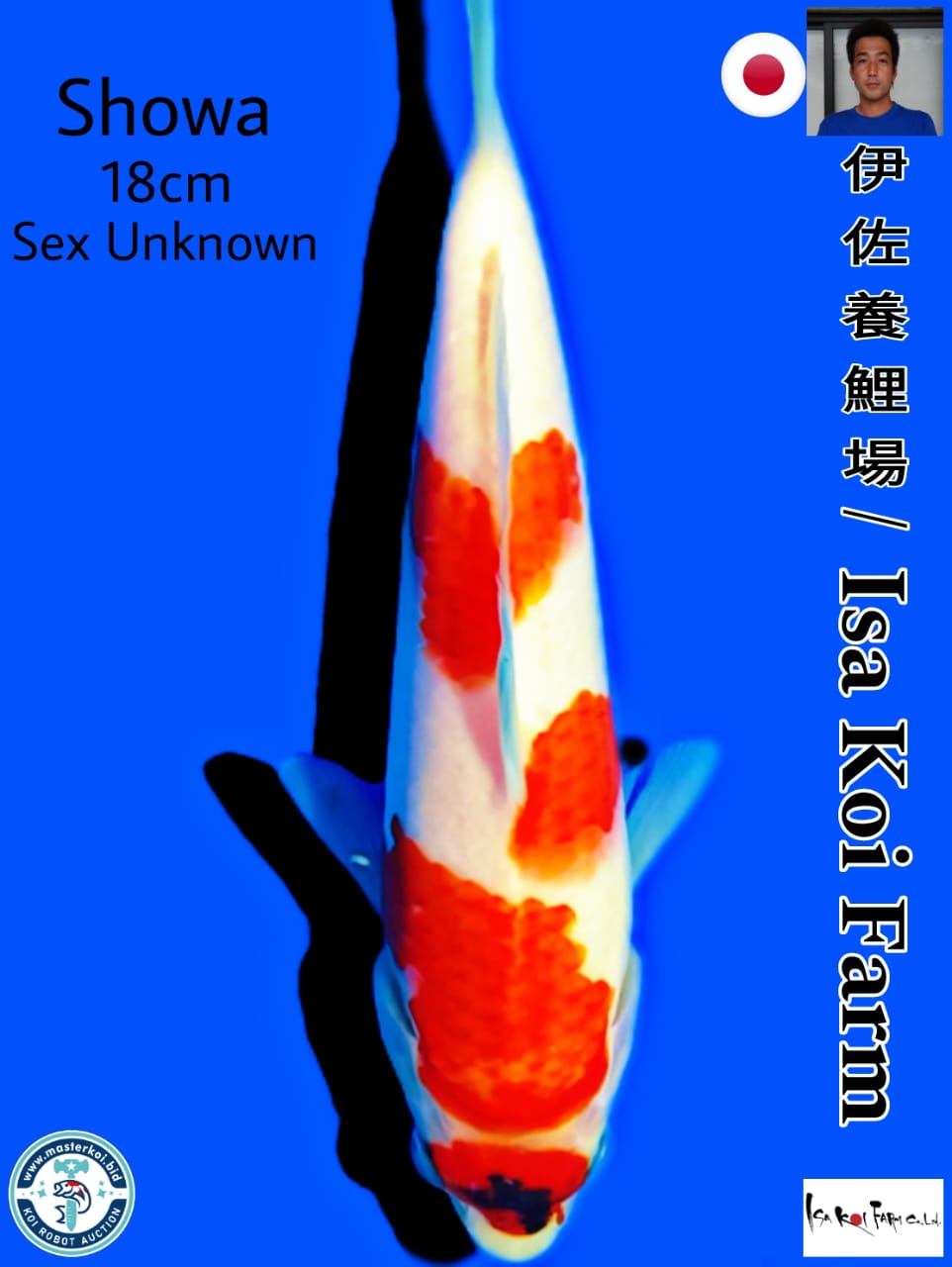 SUPERB MARUTEN SHOWA IMPORT FROM ISA KOI FARM 18cm