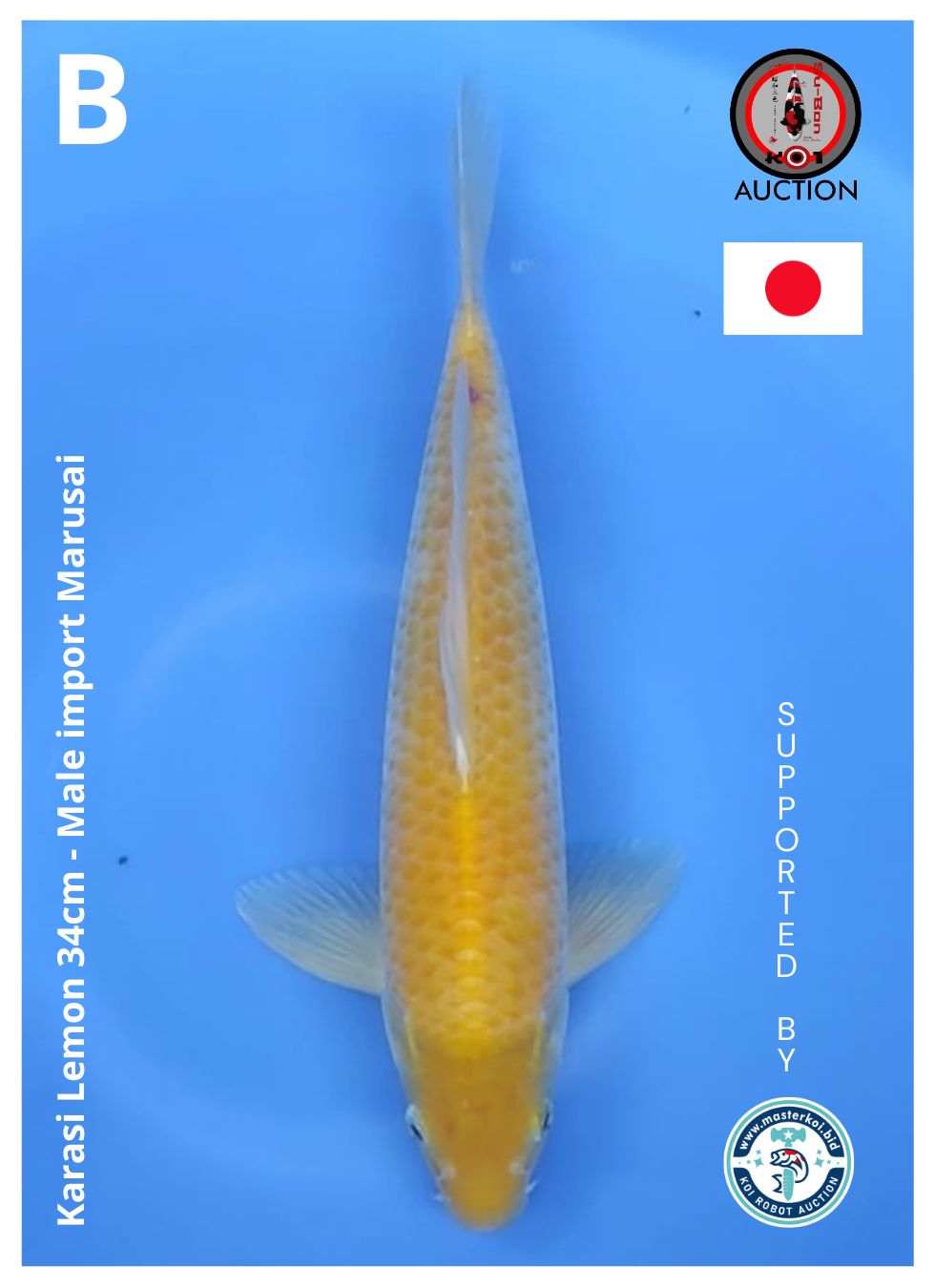 KARASI LEMON 34cm IMPORT MARUSAI