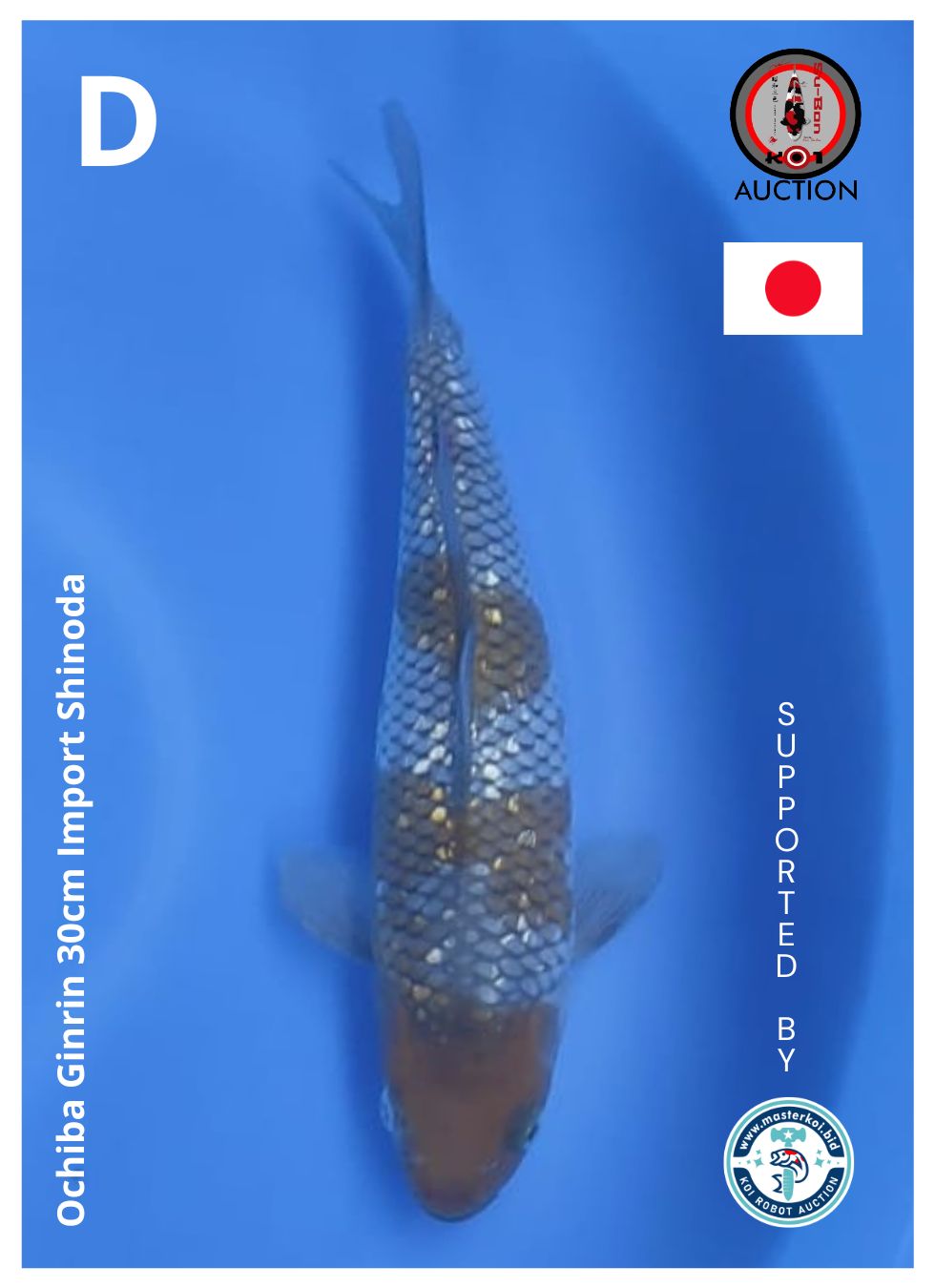 OCHIBA GINRIN 30cm SHINODA