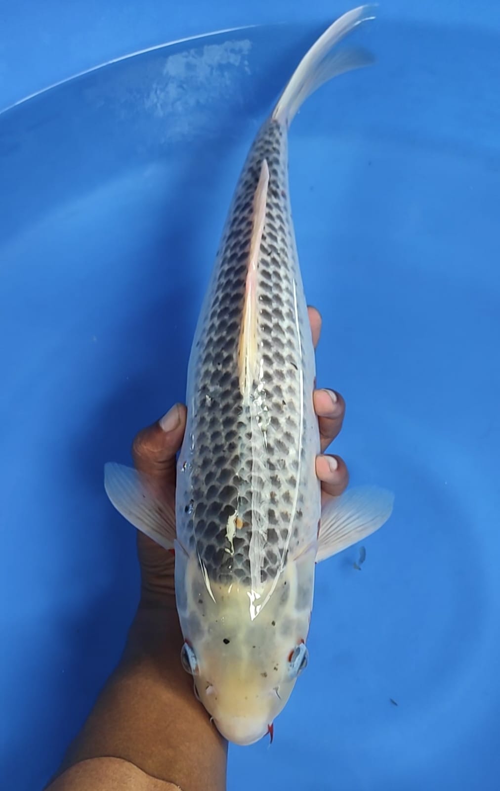 ASAGI 42cm