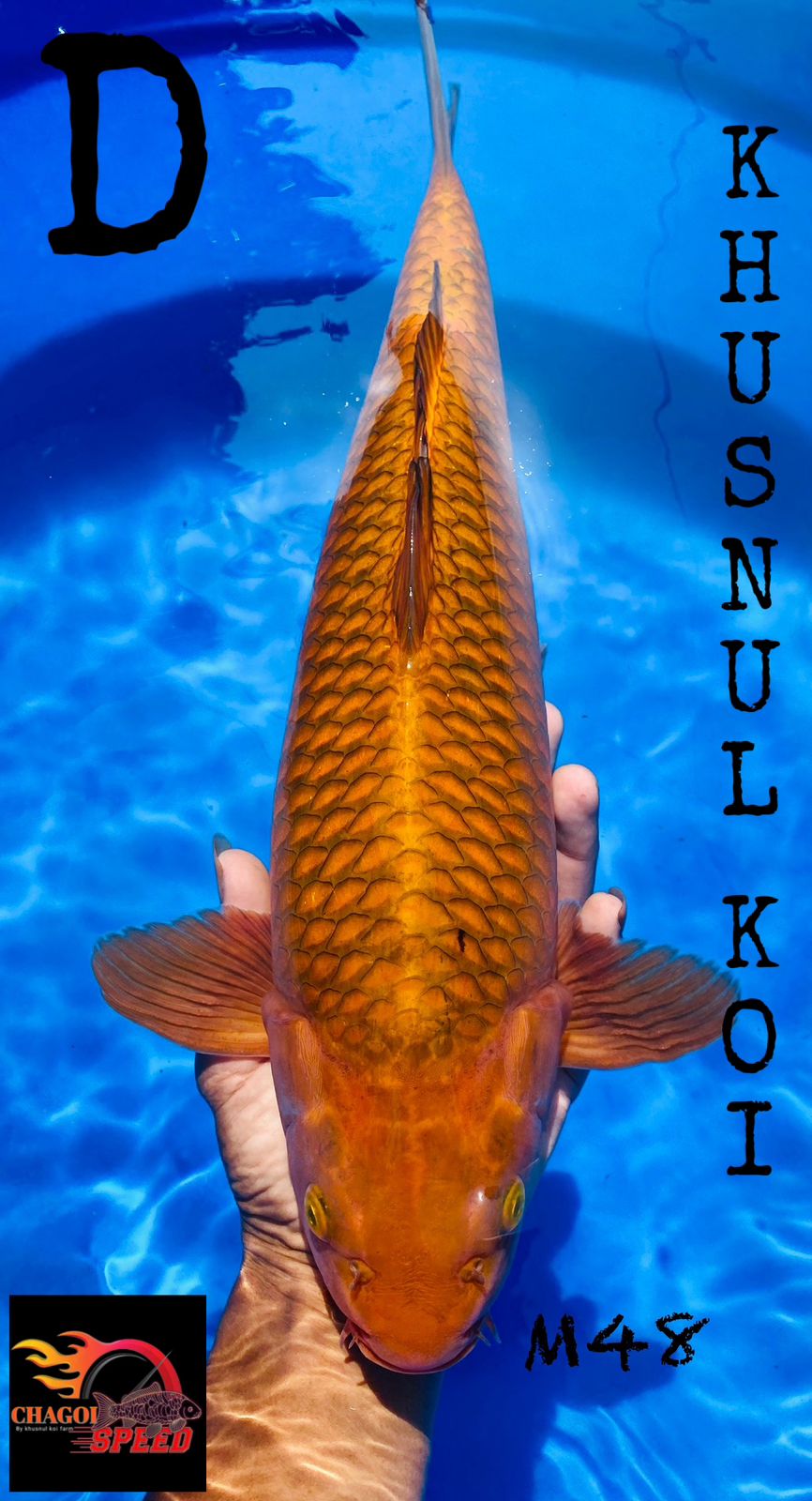CHAGOI BREEDER KHUSNUL 48cm