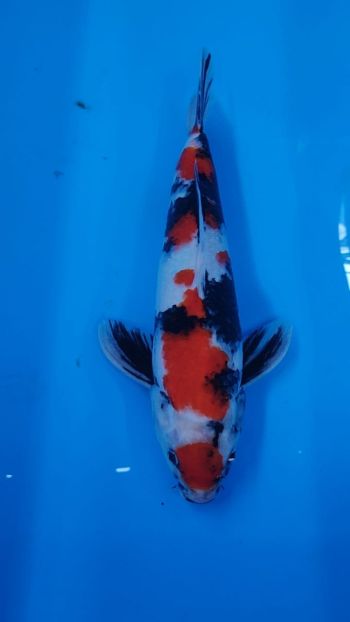 MARUTEN SHOWA 40cm