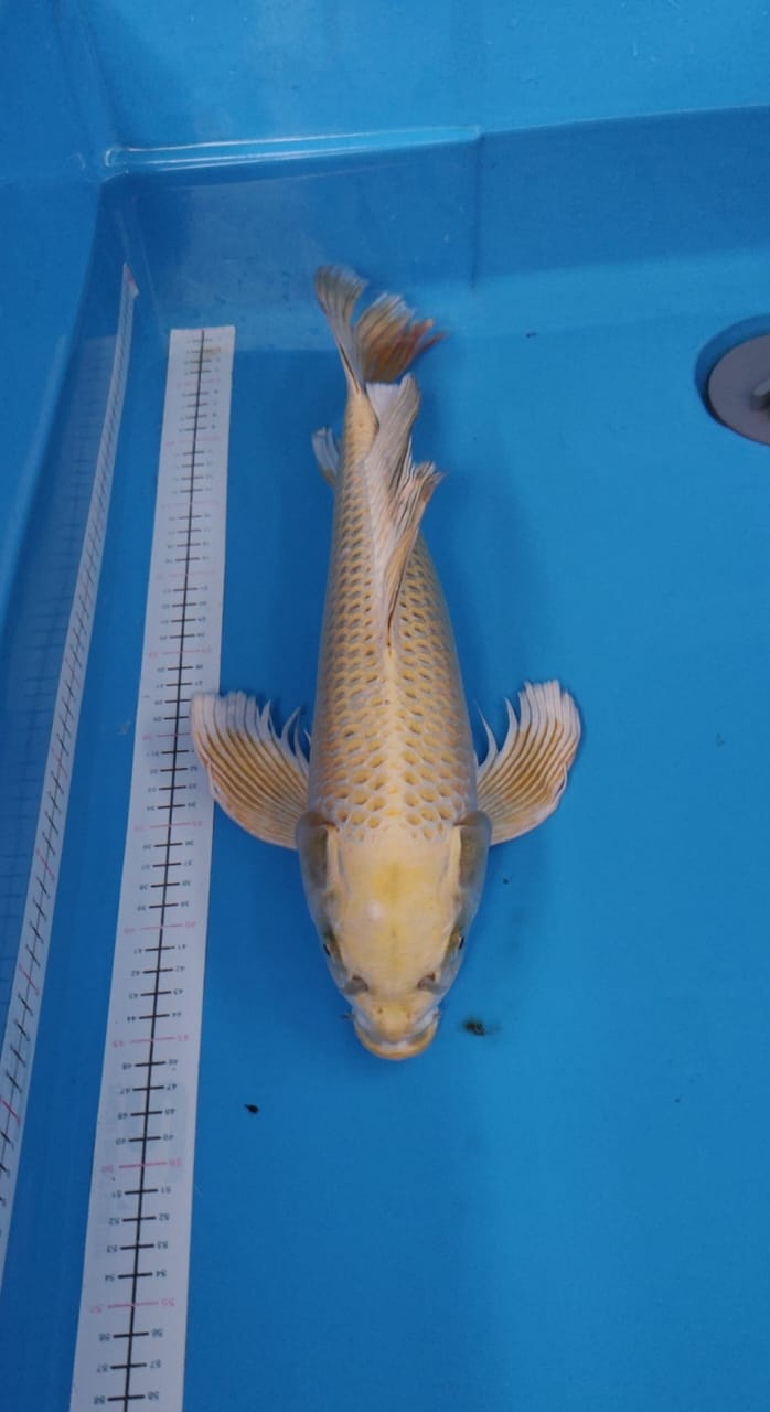 KUMPAY MUKASI GOLD 45cm