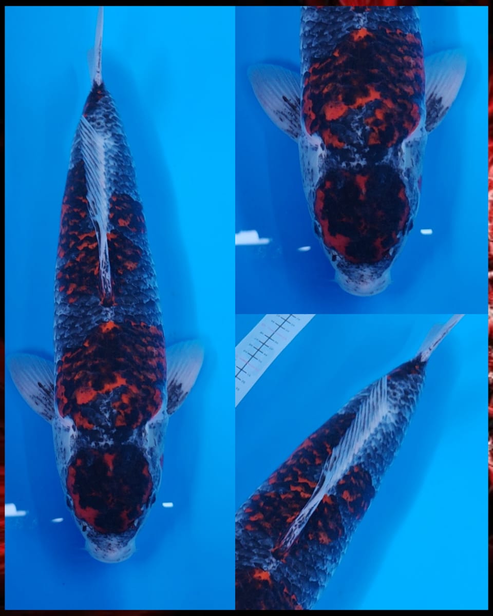 JUMBO KURO GOSHIKI F1 55cm