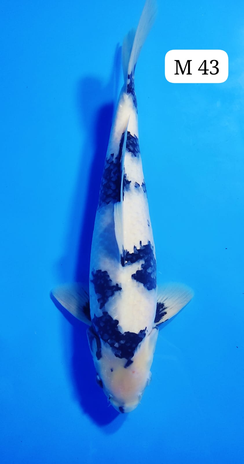 SHIRO M 43cm