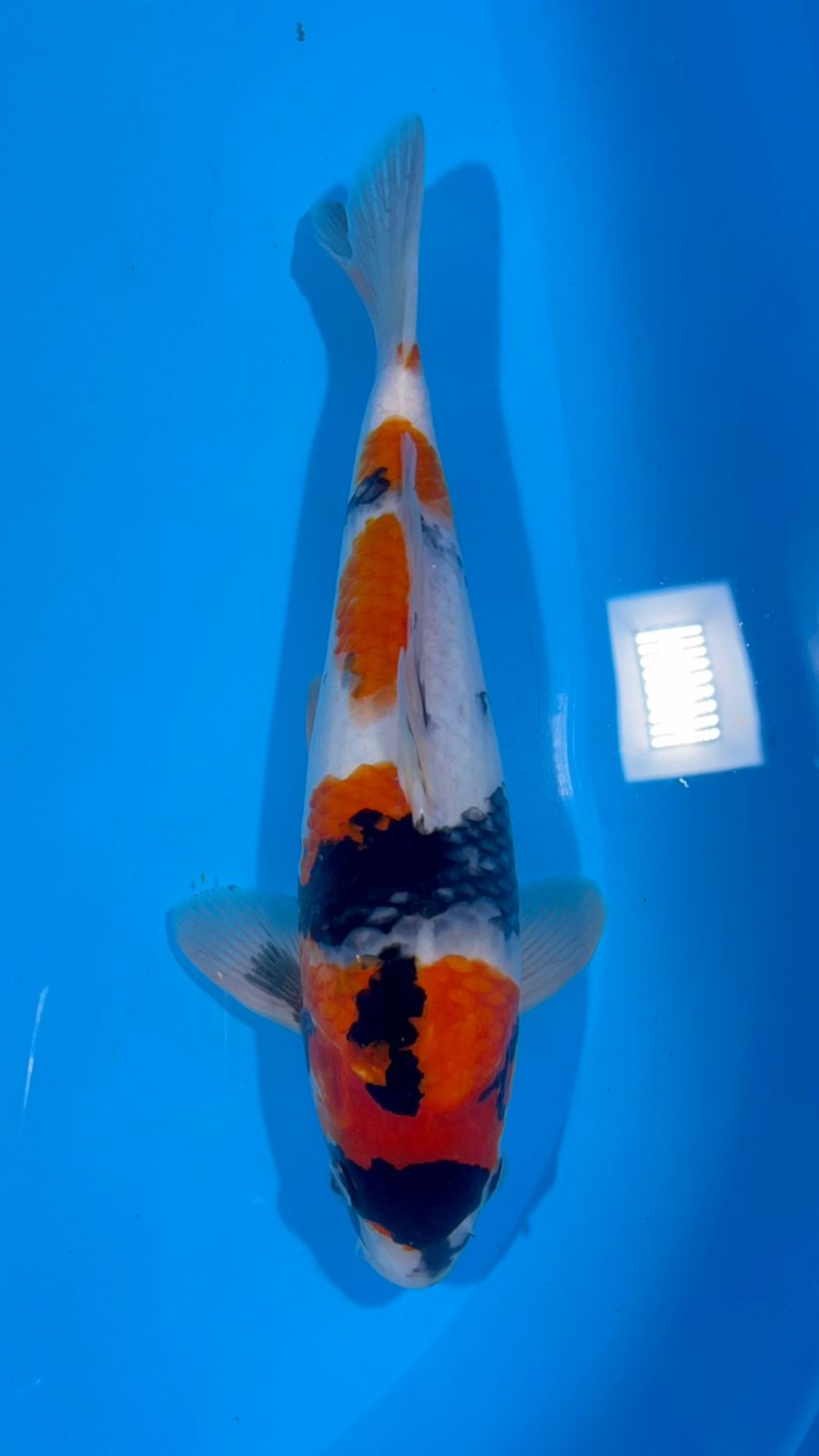 SHOWA 32cm