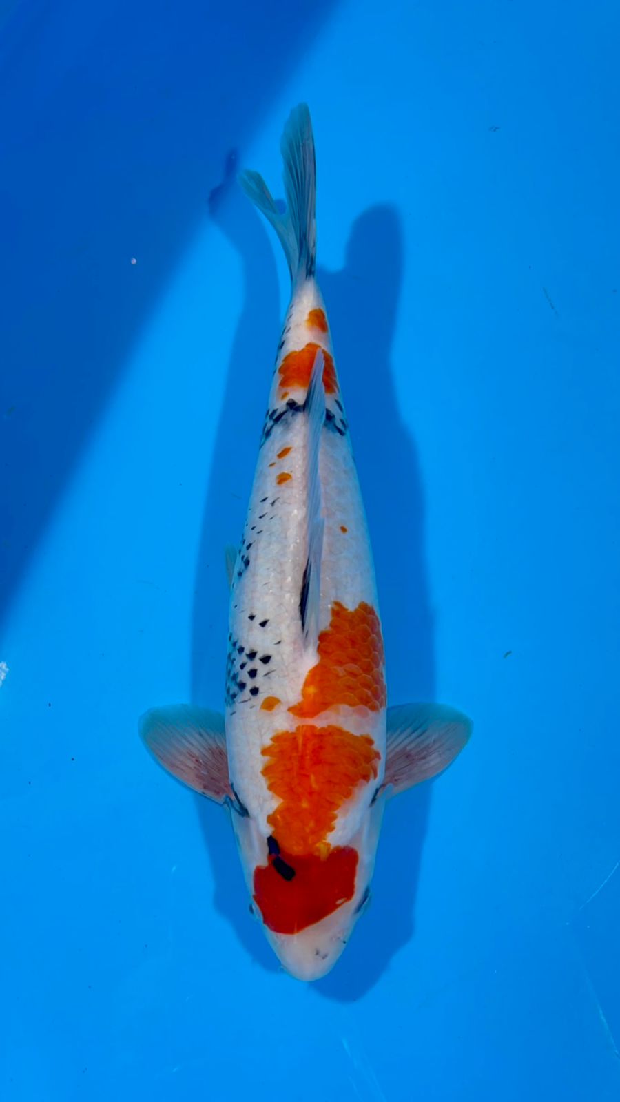 SHOWA TATEGOI 35cm