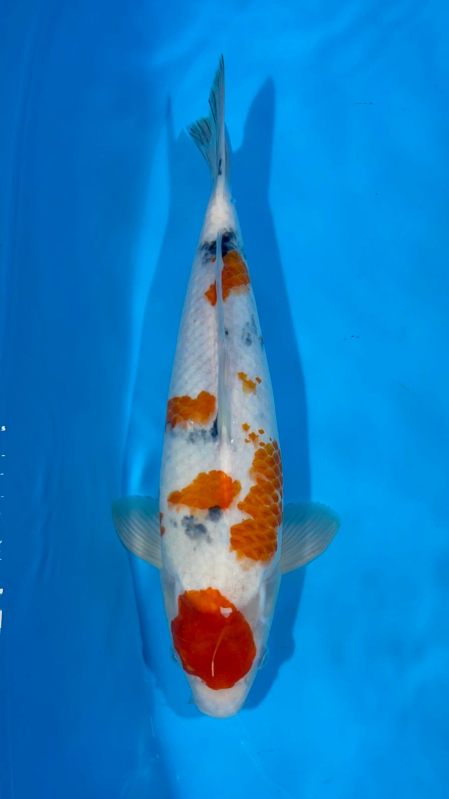 SHOWA TATEGOI 38cm
