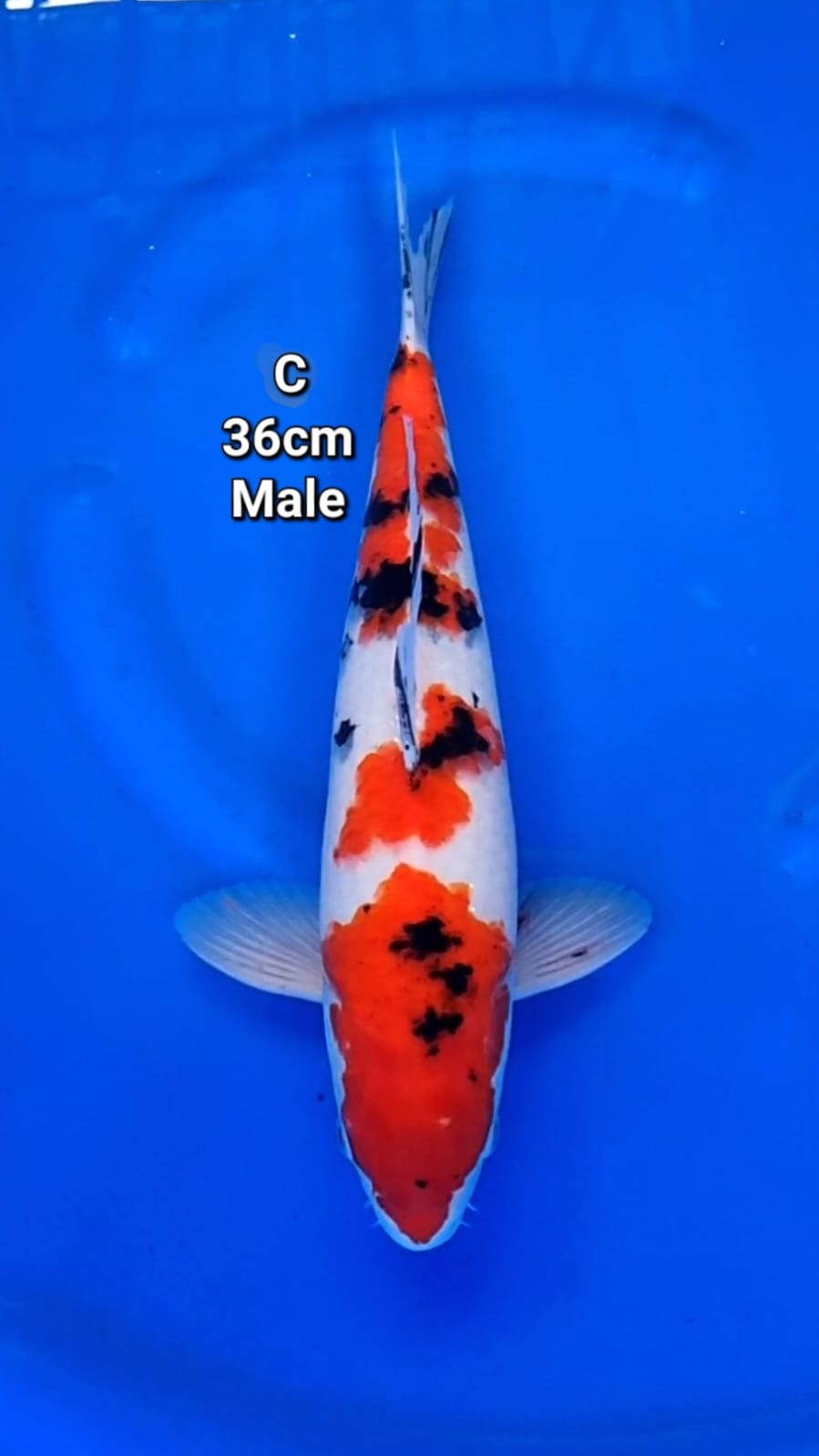 TAISHO SANSHOKU 36cm