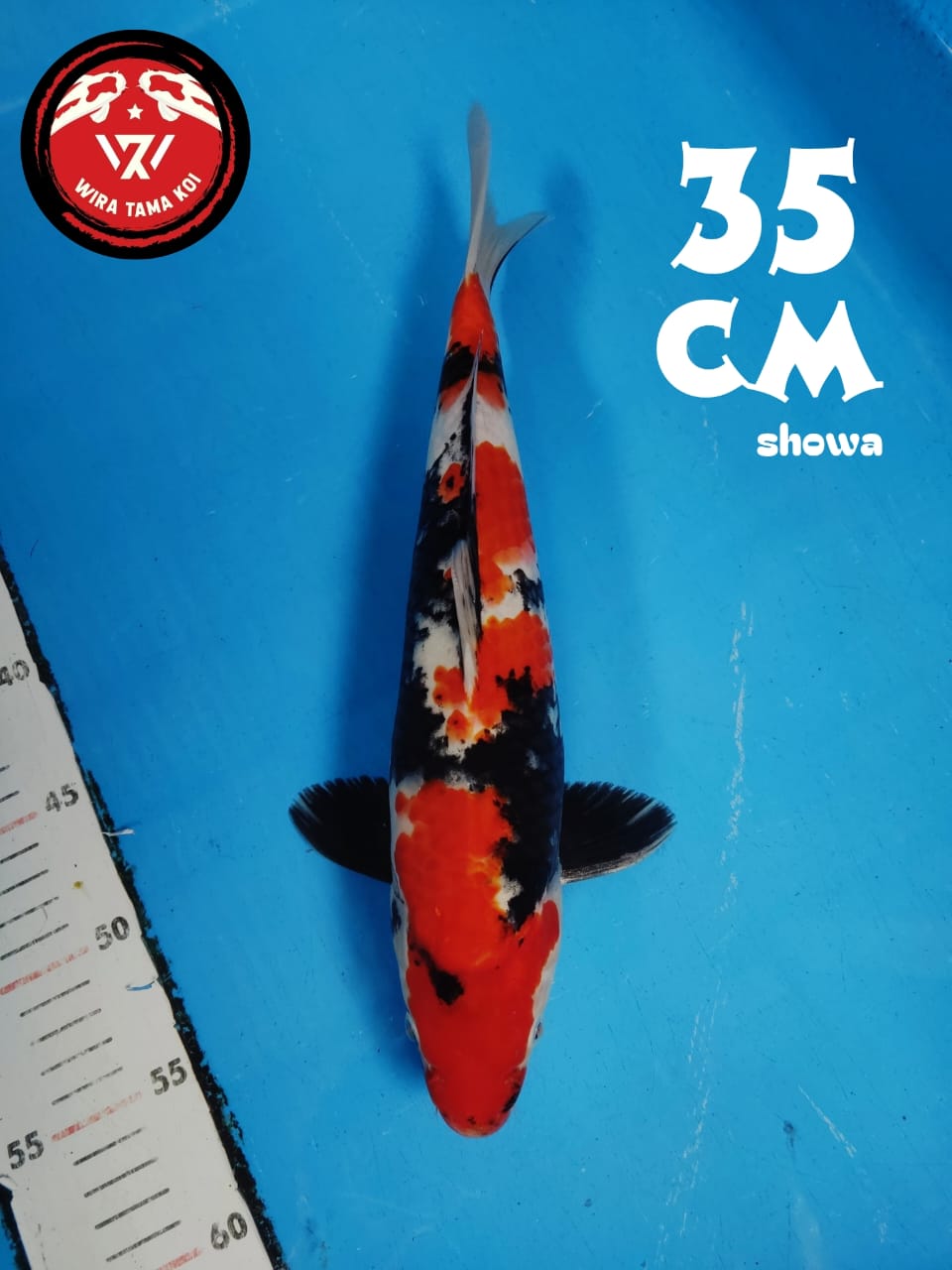 SHOWA HIGH QUALITY 35cm