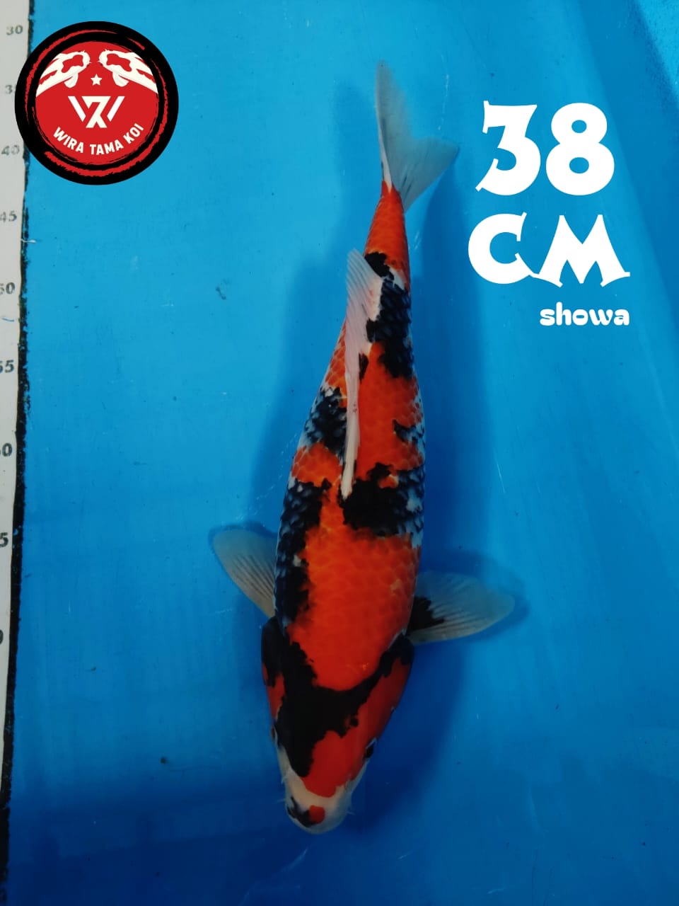 SHOWA HIGH QUALITY 38cm