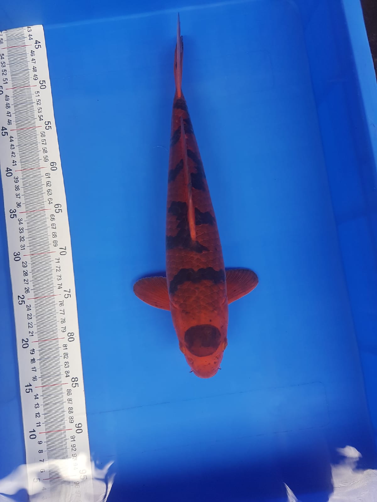 MARUTEN KAWARI 40cm ANTIQ