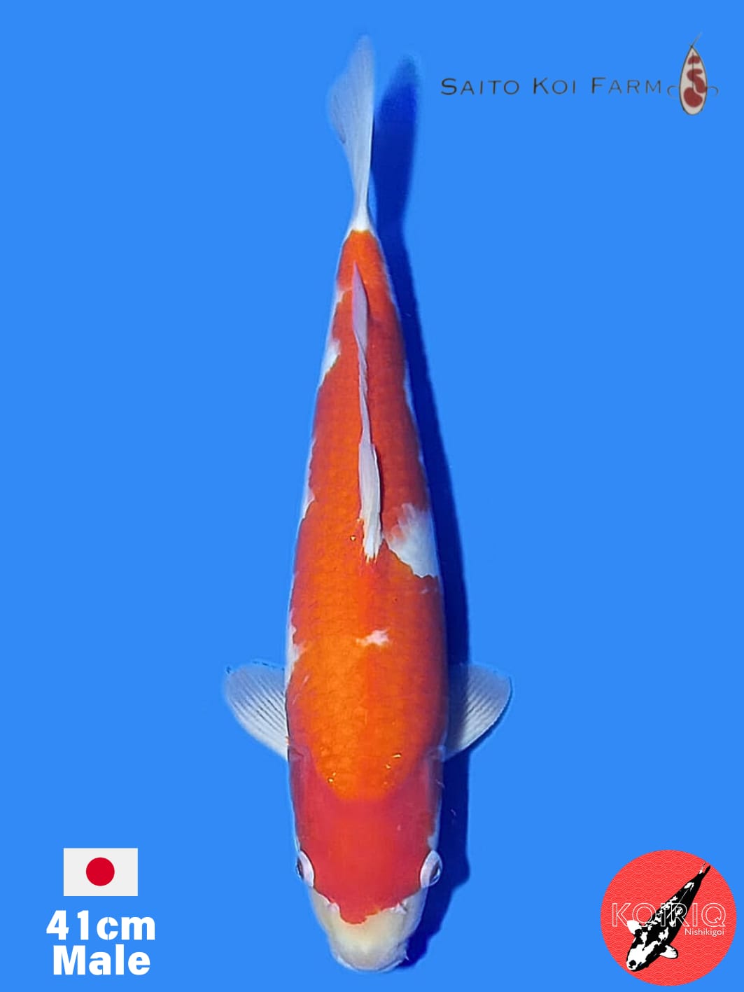 KOHAKU IMPORT SAITO KOI FARM 41cm