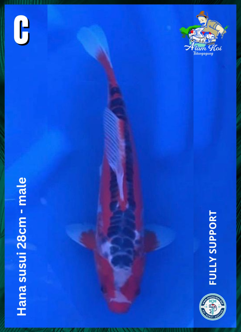 HANA SUSUI 28cm MALE