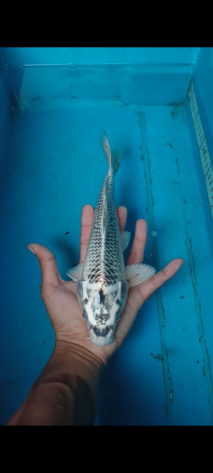 GIN MATSUBA NABAN KIPING 28cm