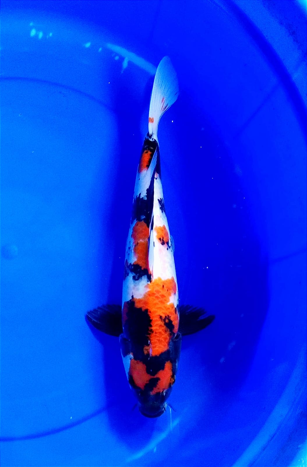 SHOWA HQ 38cm
