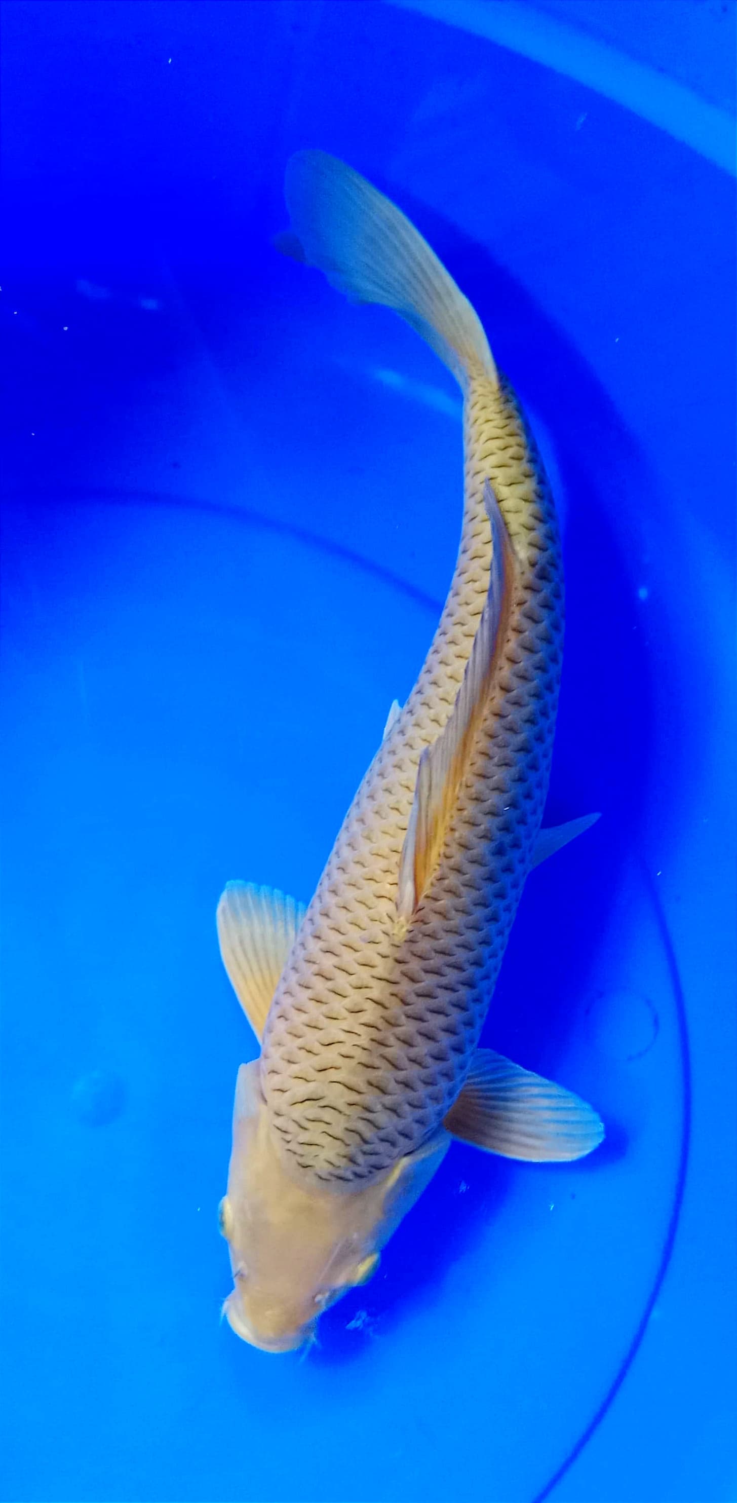 CARAMEL HQ 38cm