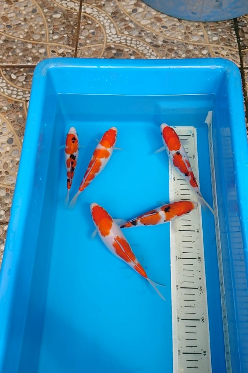 PAKET KOHAKU SANKE 5 EKOR 1719cm
